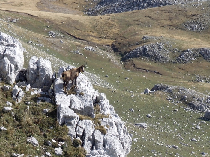 Camoscio d''Abruzzo Rupicapra pyrenaica ornata